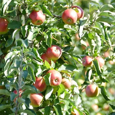 Flora アパート シュトックアッハ