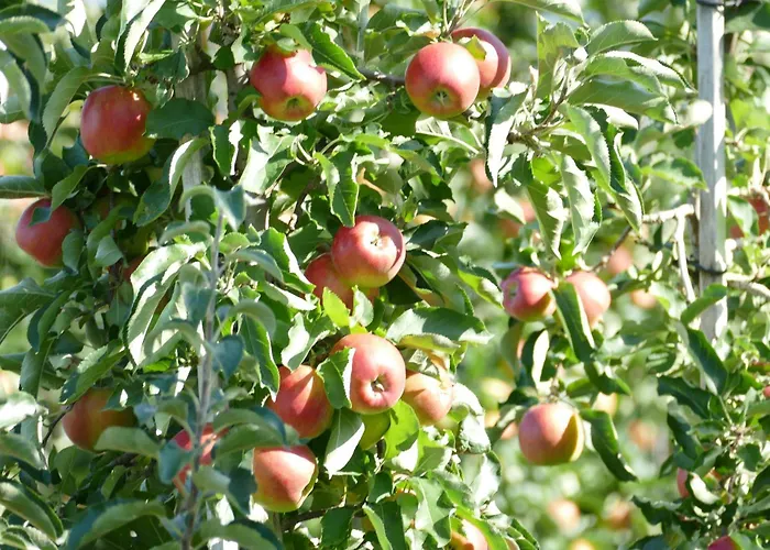 Flora Διαμέρισμα Stockach